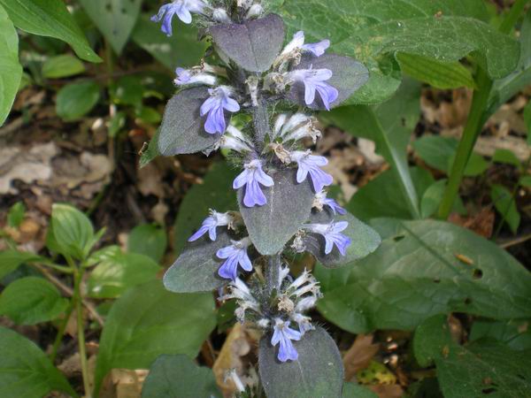 Ajuga reptans